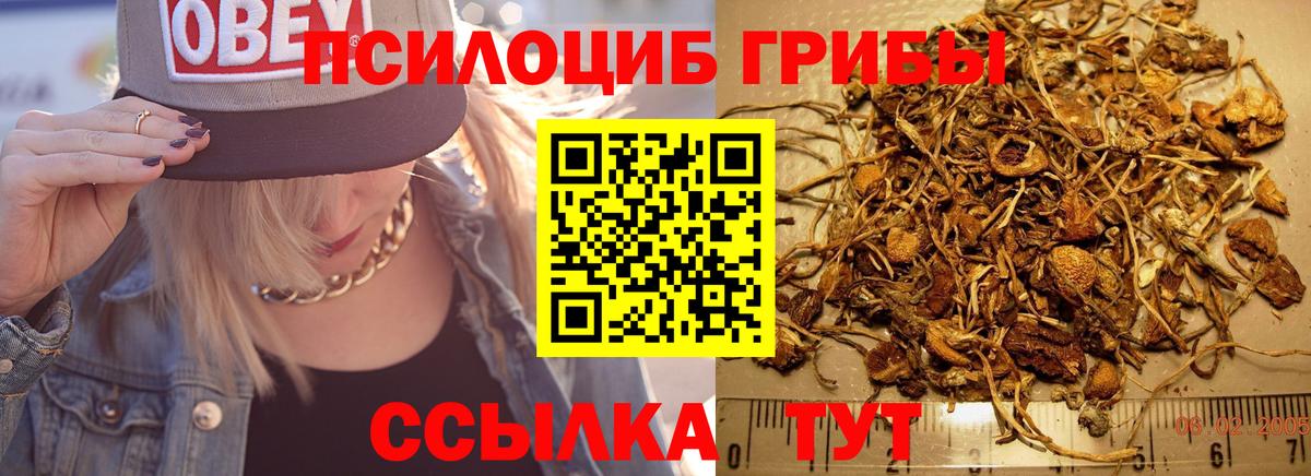 Псилоцибиновые грибы Psilocybe Новокузнецк